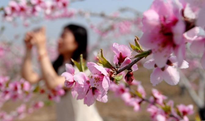 青島市即墨區(qū)桃花盛開迎游客 農(nóng)旅融合促致富